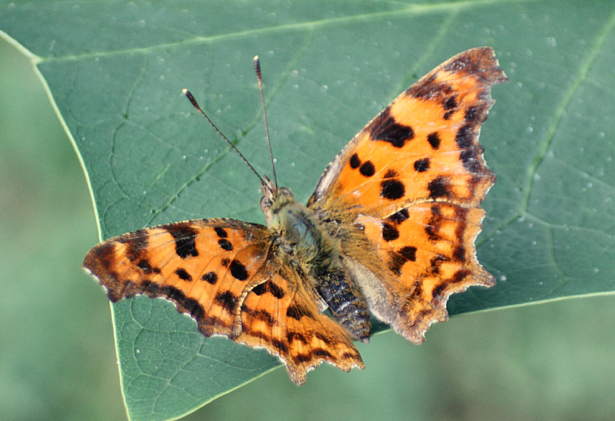 Polygonia c-album    giusto ?